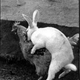 Illustration for article titled The Best Sex? Quick, Like A Bunny